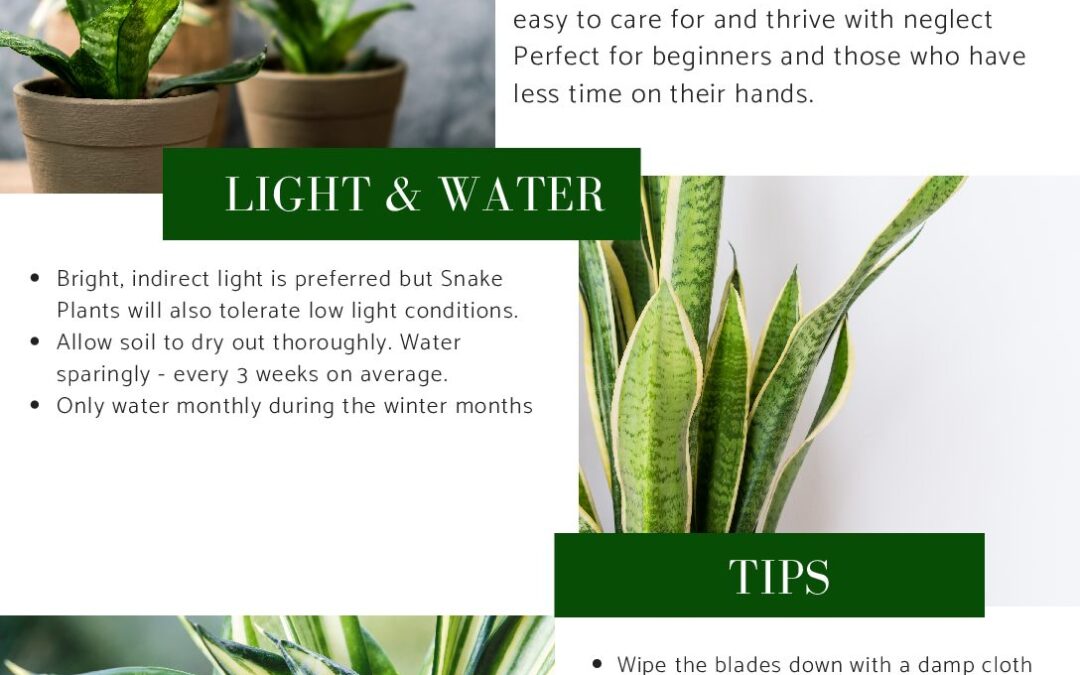 Easy snake plant care: low light, water sparingly.