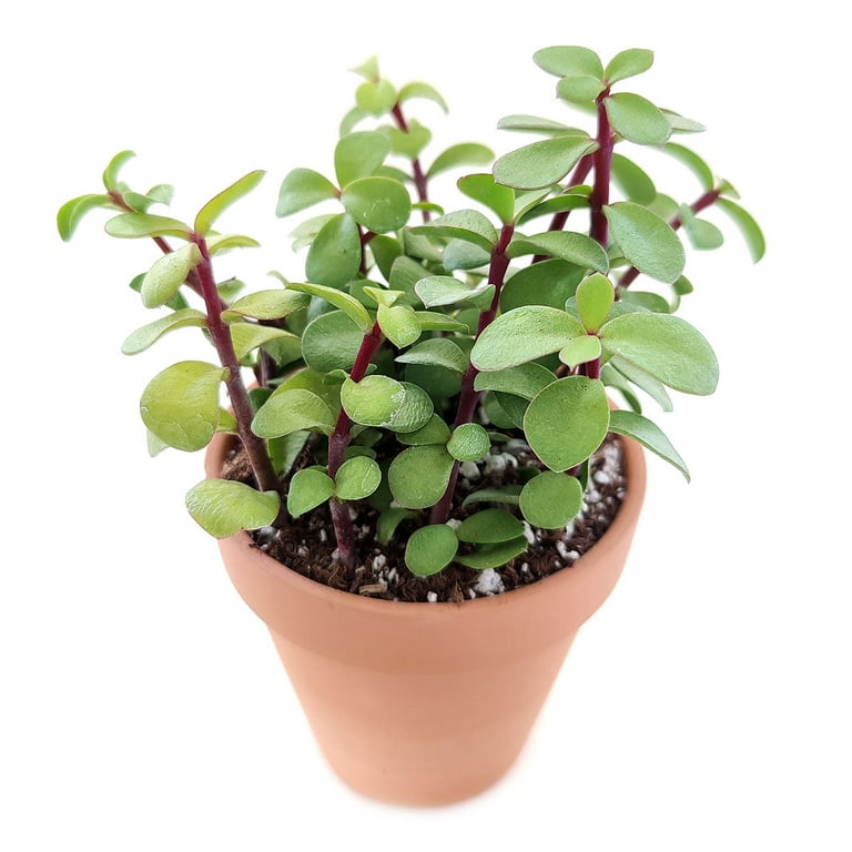 Jade plant: Easy care succulent