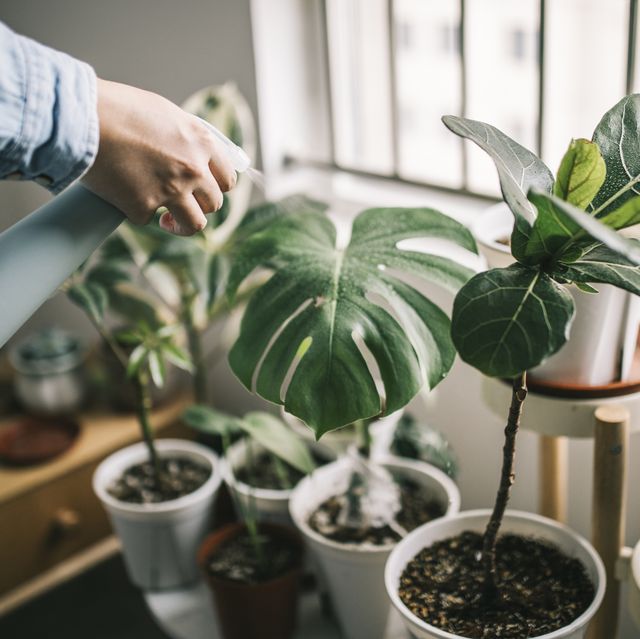 Snake plants: low maintenance, thrives indoors.