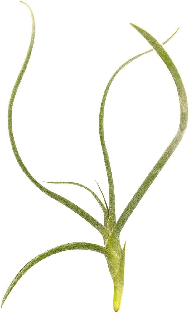 Air plant: Simple care guide