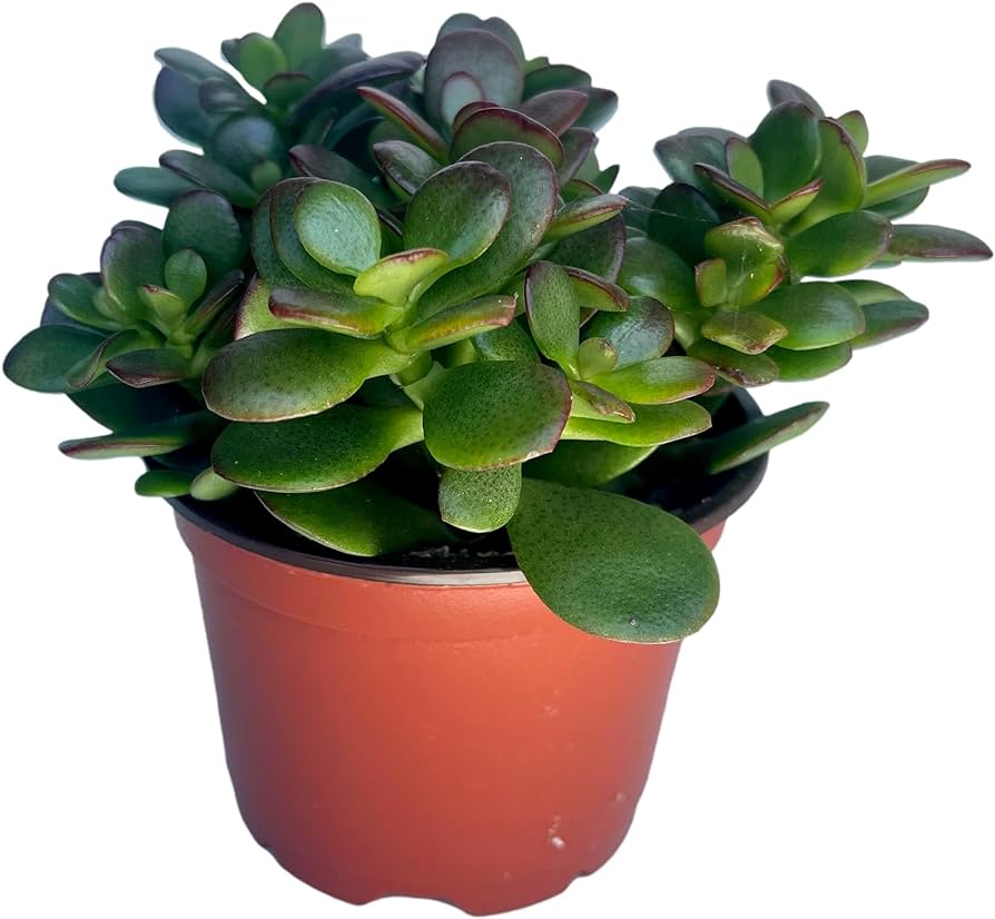 Jade plant: Easy care succulent