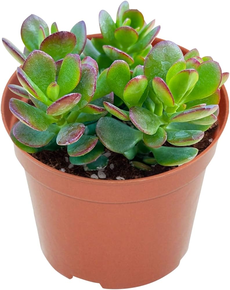 Jade plant: Easy care succulent