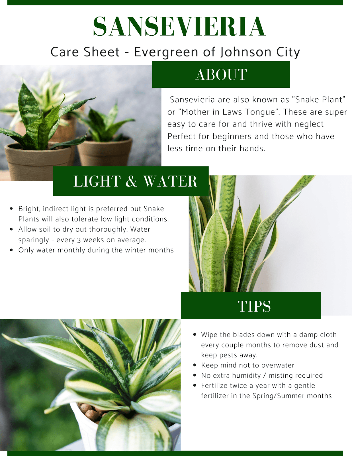 Easy snake plant care: low light, water sparingly.