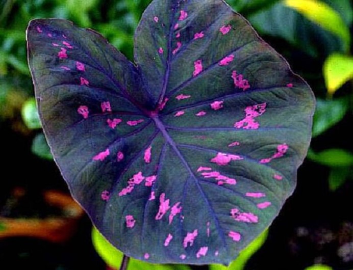 Caladium best indoor house Plants