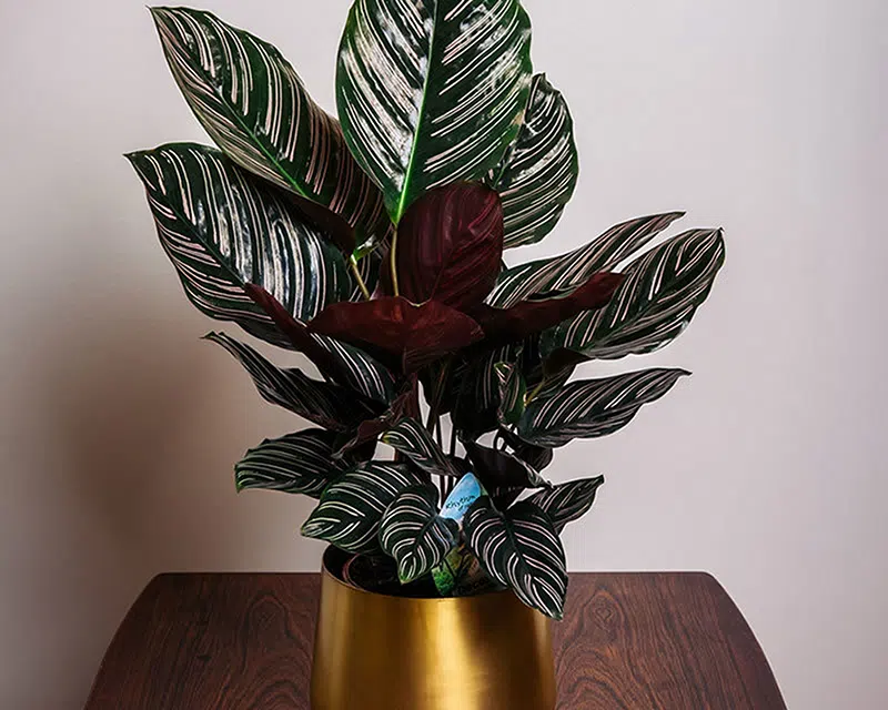 Calathea or Zebra plant or Peacock plant