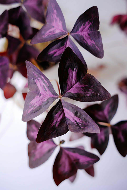 Purple Butterfly Plant or Purple Shamrock or Oxalis triangularis