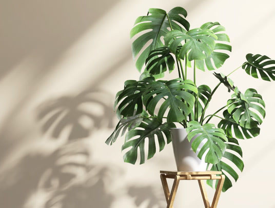 Monstera Delicious indoor air purifying plants