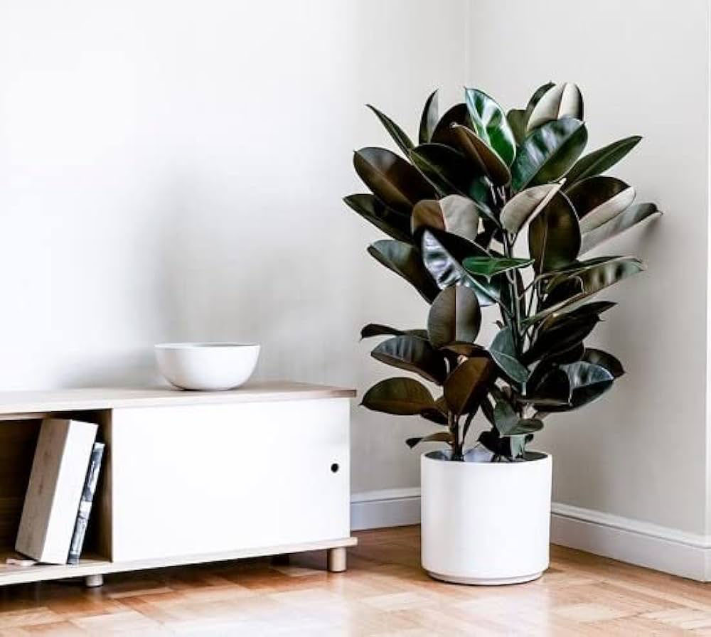 Rubber Plant- best indoor house plant -air purifying