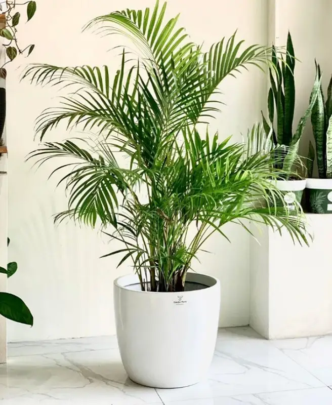 Areca Palm best indoor house plant