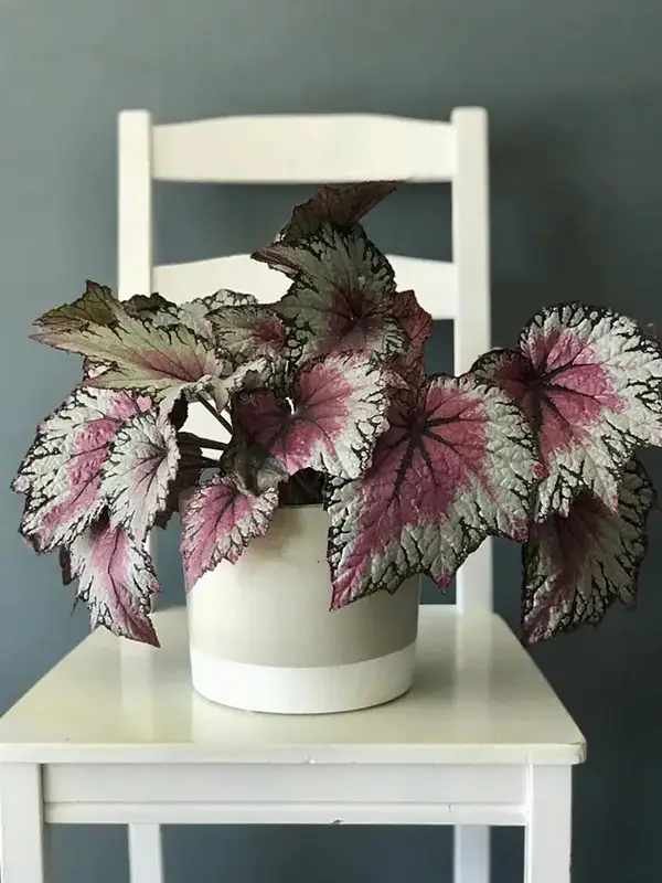 Begonia (Painted Leaf) vine  best indoor house plants