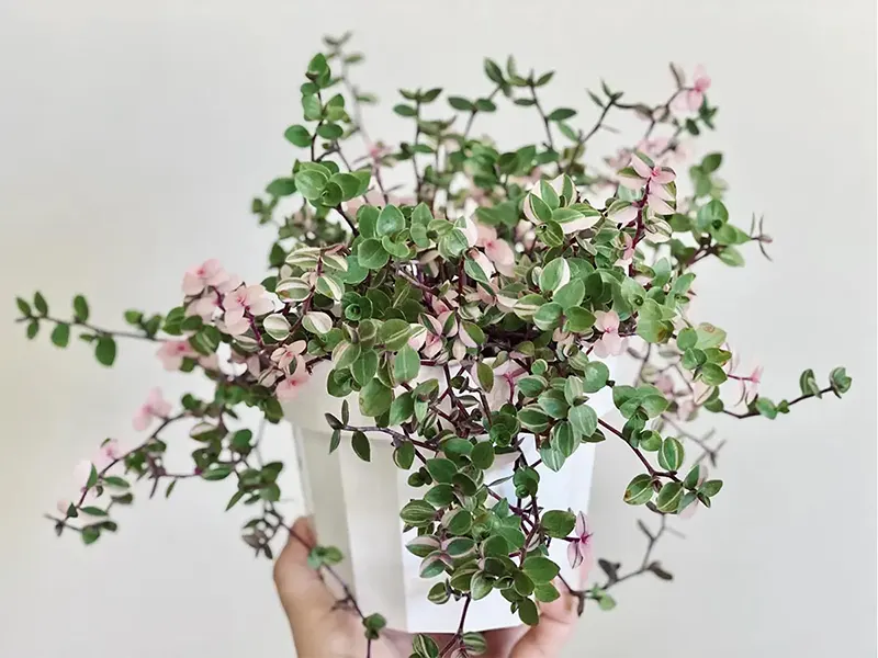 Inch Plant ‘Bianca’ or pink bubbles vine plant