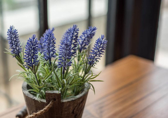 Blue Hidcote Lavender best indoor house plants