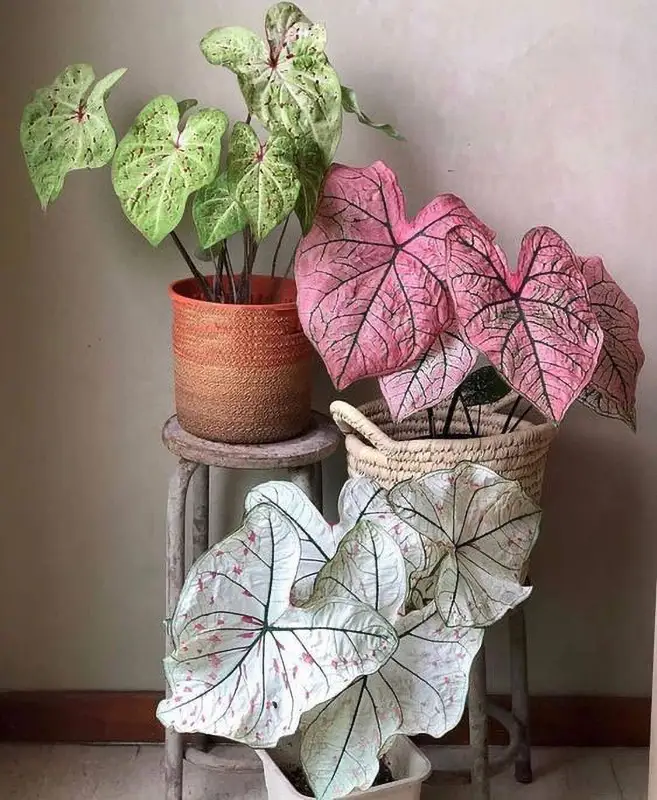 Caladium-Best indoor house plants