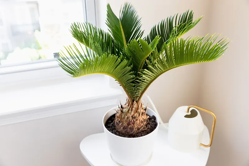 Palmera Enana or Dwarf Date Palm - best indoor house plant