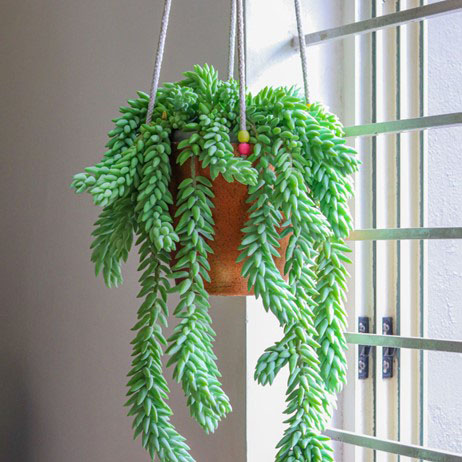 Donkey Tail  vine best indoor house plant