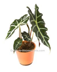 Elephant ear- best indoor house plants