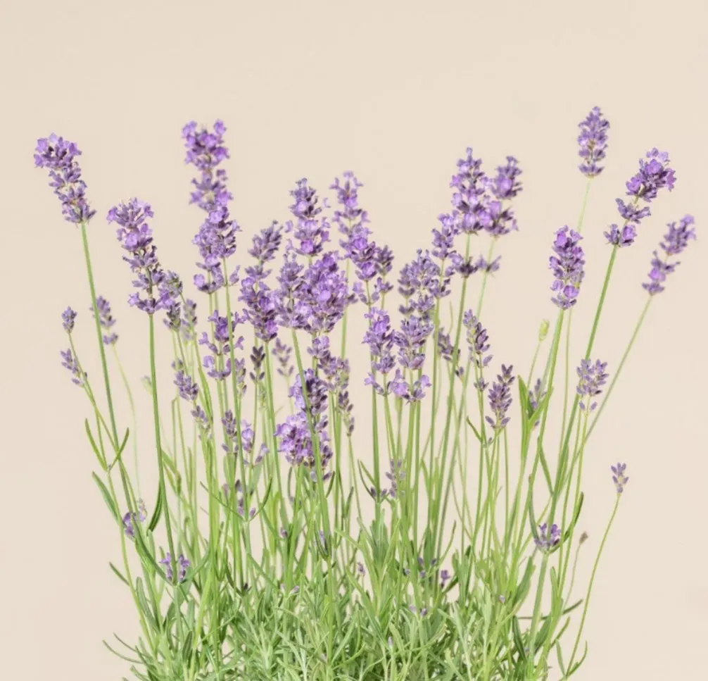 English Lavender (Lavandula angustifolia)