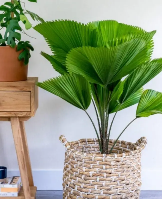 Fan palm or Licuala palm best indoor house plants