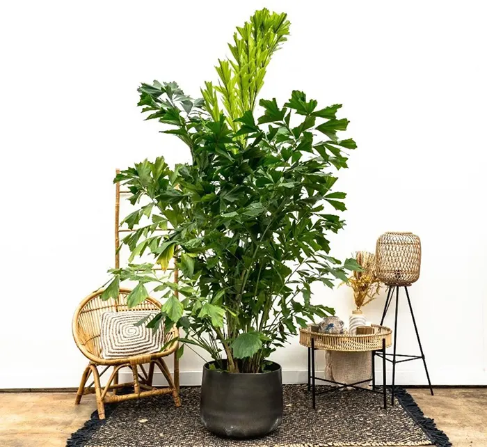 Fishtail Palm (Burning Caryota) best indoor house plant