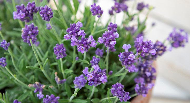 Lavender latifolia or Broad-leaved Lavender