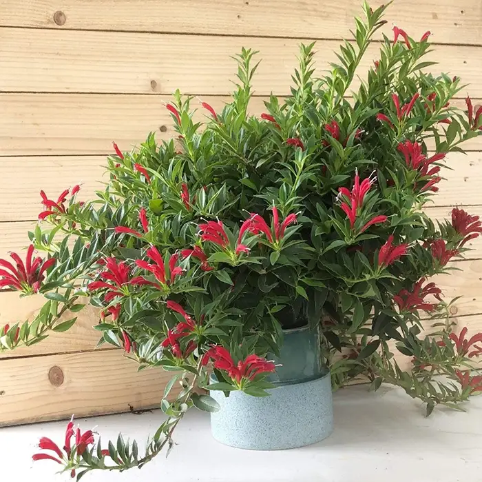 Lipstick Vine best indoor house plants