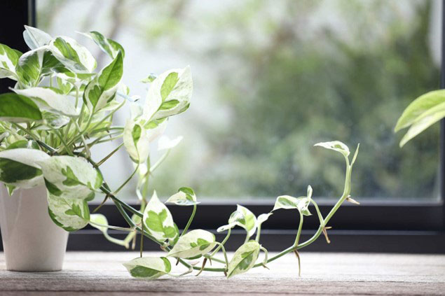 Pearl and Jade Pothos vine best indoor house plants