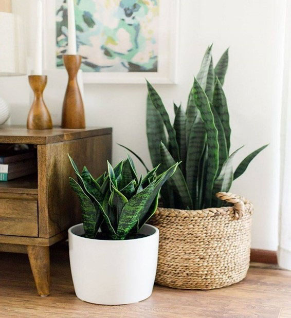 Snake plant -best indoor house plants of air purifying