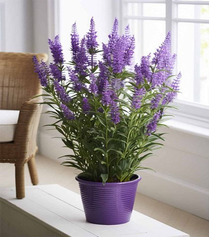 Spanish Lavender or Lavandula stoechas