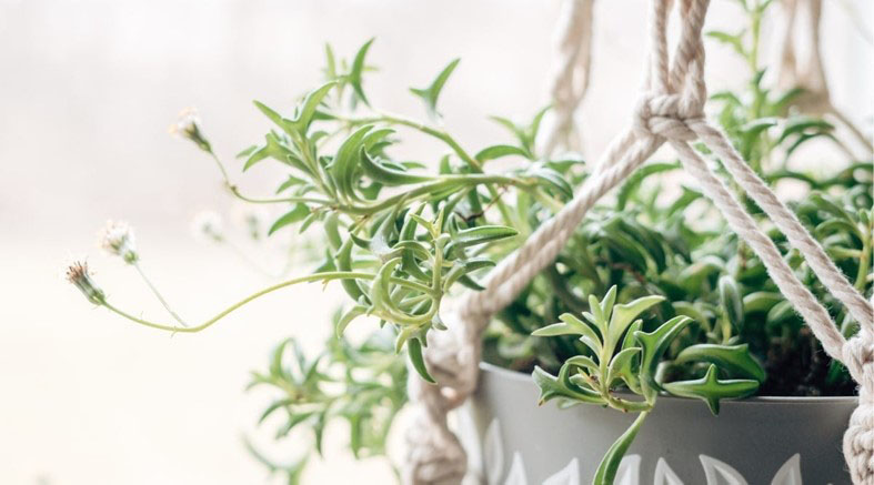  String of Dolphins vine best indoor house plants