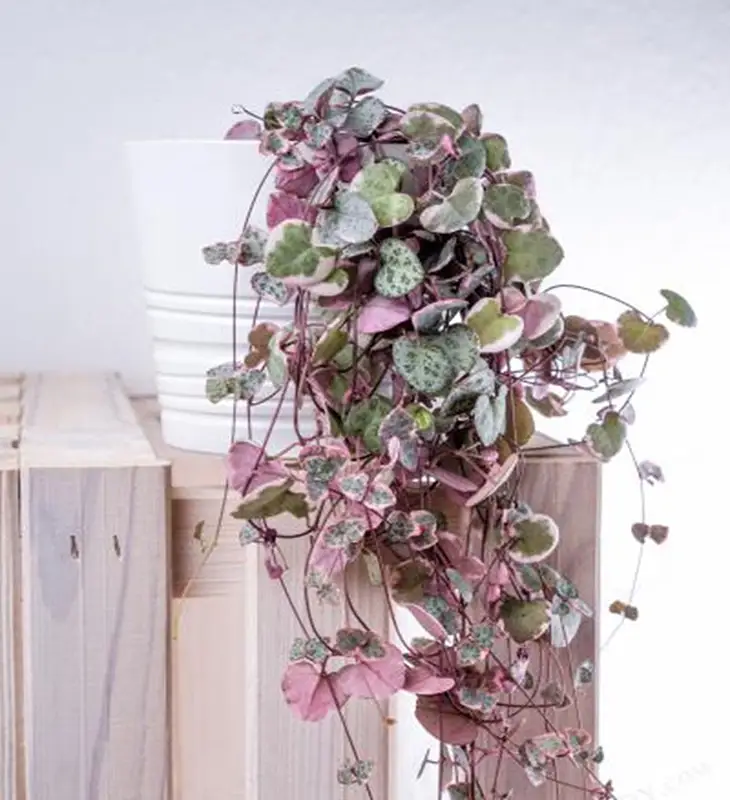  String of Hearts vine best indoor house plants