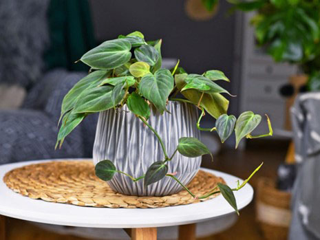 Velvety Vine Philodendron best indoor house plant