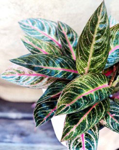 AGLAONEMA best indoor house plants- air purifying 