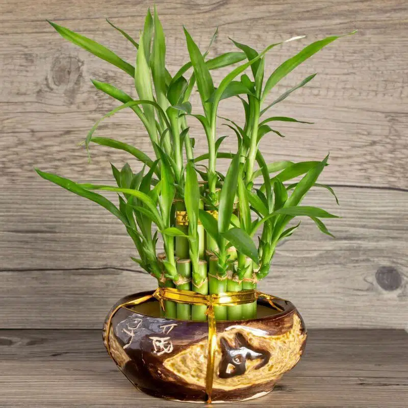 Lucky bamboo indoor air purifying plants