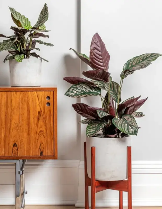  Calathea Ornata - best indoor house plants- air purifying 