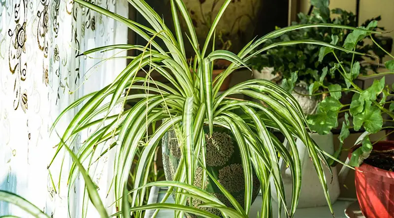 Spider plants best indoor house plants for air purify