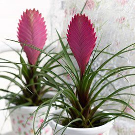 TILLANDSIA indoor air purifying plants