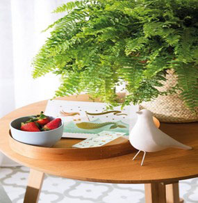 FERN indoor air purifying plants