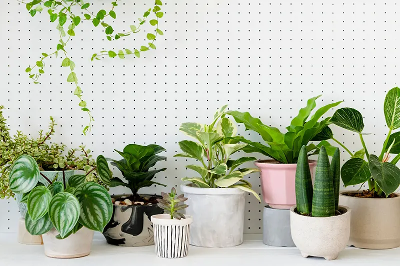 Indoor air purifying plants