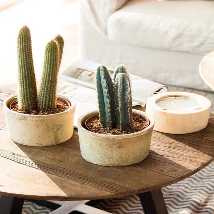 PRODUCTIVE CACTI indoor air purifying plants