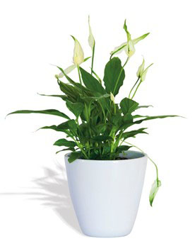 SPATHIPHYLLUM indoor air purifying plants plant