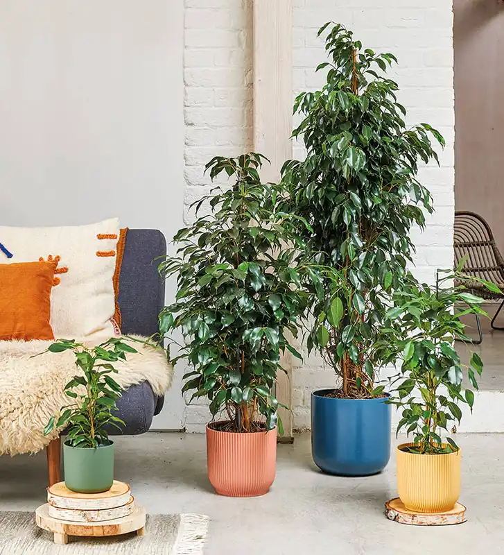 Weeping Fig indoor air purifying plants