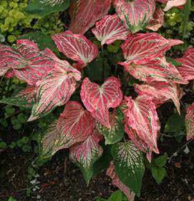 Caladium -Best indoor house plants 