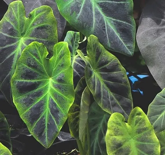 Colocasia -Best indoor house plants