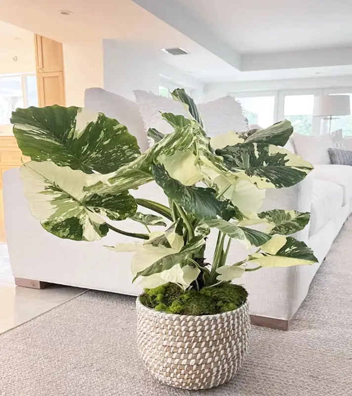 Elephant ear- best indoor house plants