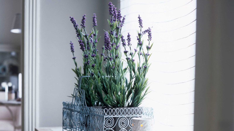 Lavender plant care indoor 