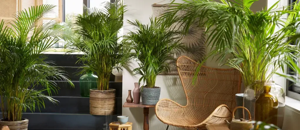 Palm Plants indoor air purifying plants