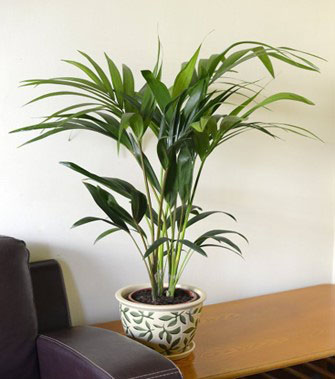 Kentia Palm/Paradise Palm best indoor house plants