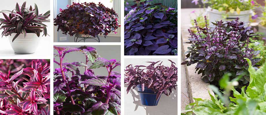 Purple Leaf Best Indoor house Plant