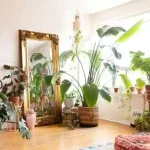 Best indoor house plant