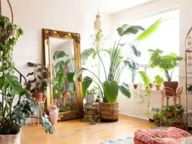 Best indoor house plant